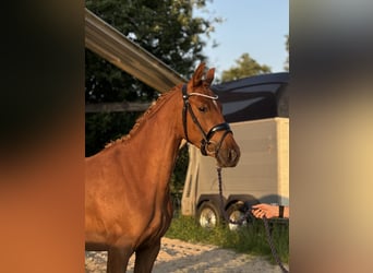 Niemiecki kuc wierzchowy, Klacz, 3 lat, 144 cm, Ciemnokasztanowata