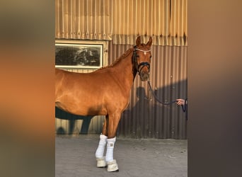 Niemiecki kuc wierzchowy, Klacz, 3 lat, 144 cm, Ciemnokasztanowata