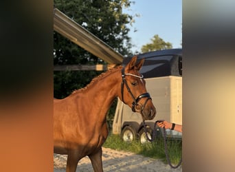 Niemiecki kuc wierzchowy, Klacz, 3 lat, 144 cm, Ciemnokasztanowata