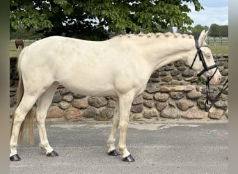 Niemiecki kuc wierzchowy, Klacz, 3 lat, 144 cm, Cremello