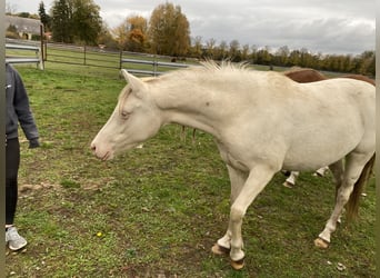 Niemiecki kuc wierzchowy, Klacz, 3 lat, 144 cm, Cremello