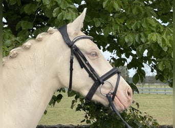 Niemiecki kuc wierzchowy, Klacz, 3 lat, 144 cm, Cremello