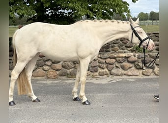 Niemiecki kuc wierzchowy, Klacz, 3 lat, 144 cm, Cremello