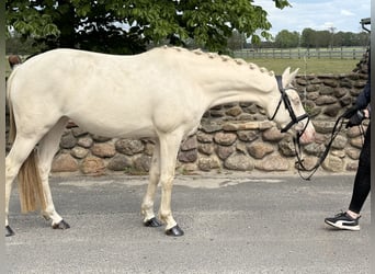 Niemiecki kuc wierzchowy, Klacz, 3 lat, 144 cm, Cremello