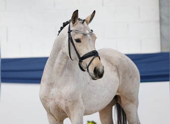 Niemiecki kuc wierzchowy, Klacz, 3 lat, 144 cm, Gniada