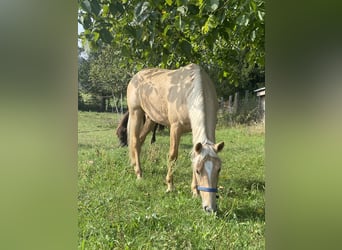 Niemiecki kuc wierzchowy, Klacz, 3 lat, 144 cm, Izabelowata