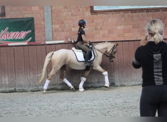 Niemiecki kuc wierzchowy, Klacz, 3 lat, 144 cm, Izabelowata