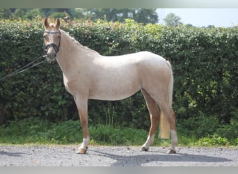 Niemiecki kuc wierzchowy, Klacz, 3 lat, 144 cm, Izabelowata