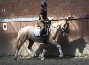 Niemiecki kuc wierzchowy, Klacz, 3 lat, 144 cm, Izabelowata