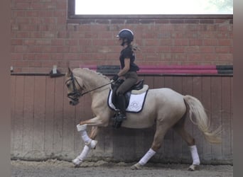 Niemiecki kuc wierzchowy, Klacz, 3 lat, 144 cm, Izabelowata