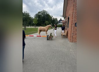 Niemiecki kuc wierzchowy, Klacz, 3 lat, 144 cm, Izabelowata