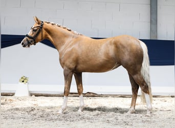 Niemiecki kuc wierzchowy, Klacz, 3 lat, 144 cm, Izabelowata