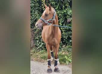 Niemiecki kuc wierzchowy, Klacz, 3 lat, 144 cm, Kasztanowata