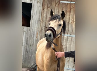 Niemiecki kuc wierzchowy, Klacz, 3 lat, 145 cm, Bułana