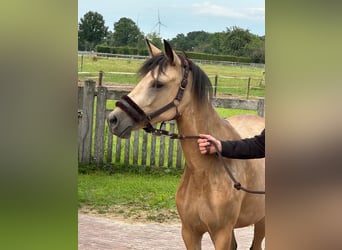 Niemiecki kuc wierzchowy, Klacz, 3 lat, 145 cm, Bułana