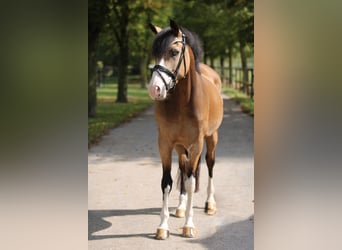 Niemiecki kuc wierzchowy, Klacz, 3 lat, 145 cm, Bułana