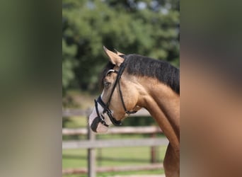 Niemiecki kuc wierzchowy, Klacz, 3 lat, 145 cm, Bułana