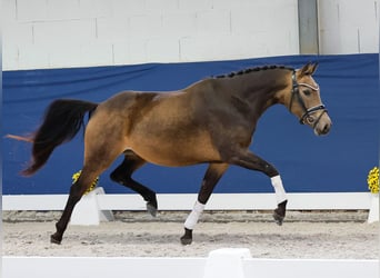 Niemiecki kuc wierzchowy, Klacz, 3 lat, 145 cm, Bułana