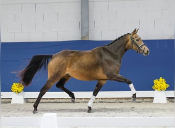 Niemiecki kuc wierzchowy, Klacz, 3 lat, 145 cm, Bułana