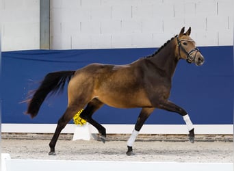 Niemiecki kuc wierzchowy, Klacz, 3 lat, 145 cm, Bułana