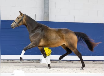 Niemiecki kuc wierzchowy, Klacz, 3 lat, 145 cm, Bułana