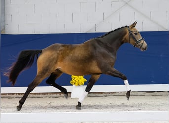 Niemiecki kuc wierzchowy, Klacz, 3 lat, 145 cm, Bułana