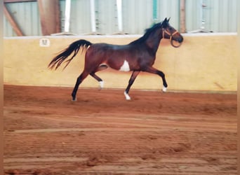 Niemiecki kuc wierzchowy, Klacz, 3 lat, 145 cm, Gniada