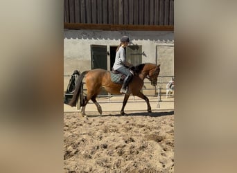 Niemiecki kuc wierzchowy, Klacz, 3 lat, 145 cm, Gniada