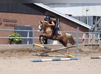 Niemiecki kuc wierzchowy, Klacz, 3 lat, 145 cm, Izabelowata