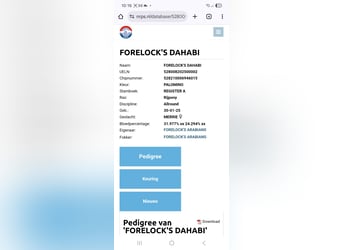 Niemiecki kuc wierzchowy, Klacz, 3 lat, 145 cm, Izabelowata