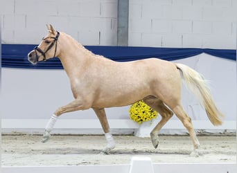 Niemiecki kuc wierzchowy, Klacz, 3 lat, 145 cm, Izabelowata