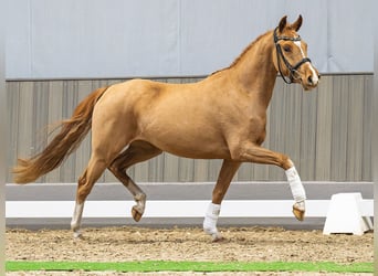 Niemiecki kuc wierzchowy, Klacz, 3 lat, 145 cm, Kasztanowata