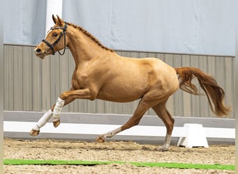 Niemiecki kuc wierzchowy, Klacz, 3 lat, 145 cm, Kasztanowata