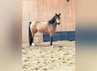 Niemiecki kuc wierzchowy, Klacz, 3 lat, 146 cm, Bułana