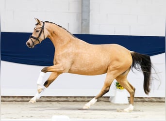 Niemiecki kuc wierzchowy, Klacz, 3 lat, 146 cm, Bułana