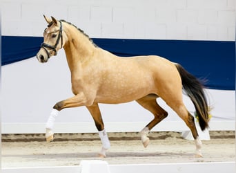 Niemiecki kuc wierzchowy, Klacz, 3 lat, 146 cm, Bułana