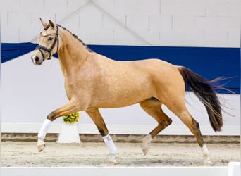 Niemiecki kuc wierzchowy, Klacz, 3 lat, 146 cm, Bułana