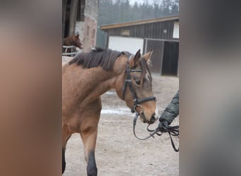 Niemiecki kuc wierzchowy, Klacz, 3 lat, 146 cm, Bułana