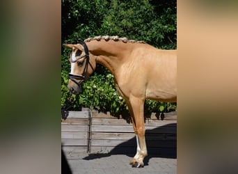 Niemiecki kuc wierzchowy, Klacz, 3 lat, 146 cm, Dunalino