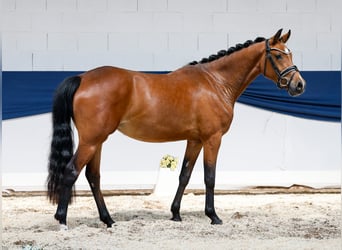 Niemiecki kuc wierzchowy, Klacz, 3 lat, 146 cm, Gniada