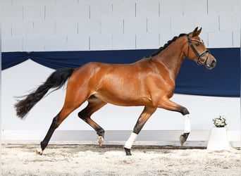 Niemiecki kuc wierzchowy, Klacz, 3 lat, 146 cm, Gniada