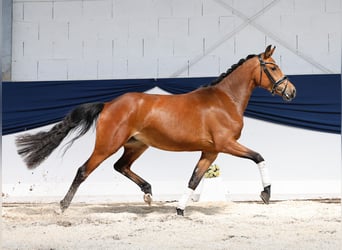 Niemiecki kuc wierzchowy, Klacz, 3 lat, 146 cm, Gniada