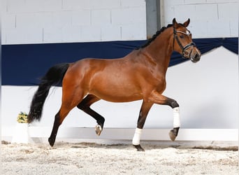 Niemiecki kuc wierzchowy, Klacz, 3 lat, 146 cm, Gniada