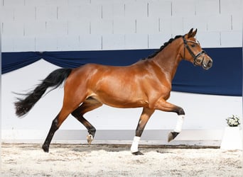 Niemiecki kuc wierzchowy, Klacz, 3 lat, 146 cm, Gniada
