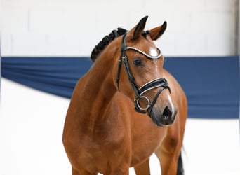 Niemiecki kuc wierzchowy, Klacz, 3 lat, 146 cm, Gniada