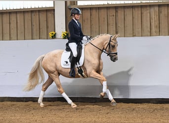 Niemiecki kuc wierzchowy, Klacz, 3 lat, 146 cm, Izabelowata