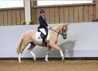 Niemiecki kuc wierzchowy, Klacz, 3 lat, 146 cm, Izabelowata