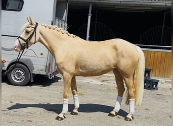 Niemiecki kuc wierzchowy, Klacz, 3 lat, 146 cm, Izabelowata