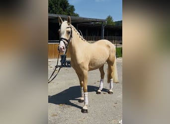 Niemiecki kuc wierzchowy, Klacz, 3 lat, 146 cm, Izabelowata