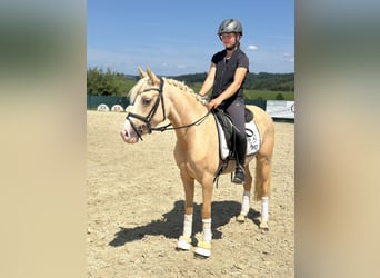 Niemiecki kuc wierzchowy, Klacz, 3 lat, 146 cm, Izabelowata